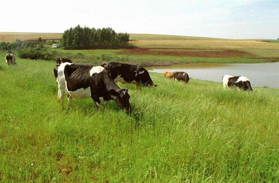 A suplementa&ccedil;&atilde;o para as vacas pode ser realizada de diferentes formas, conforme a categoria animal e do objetivo do produtor