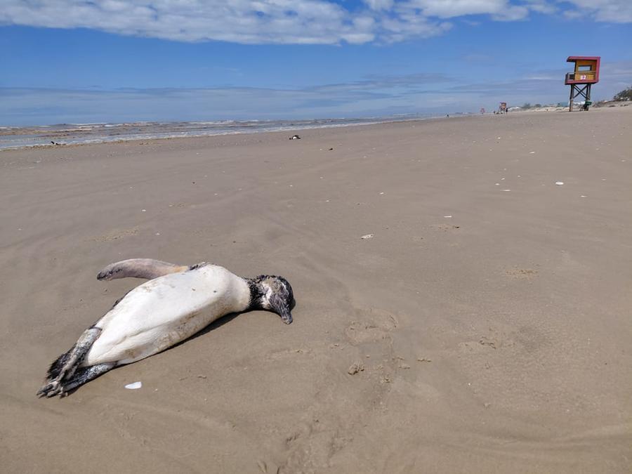 Animais foram localizados na beira da praia de Cap&atilde;o da Canoa
