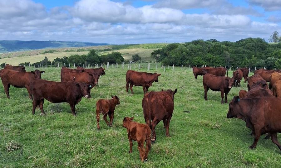 Ser&atilde;o 150 animais (30 lotes) PO e definidos entre terneiros, terneiras, novilhas, vacas solteiras, com cria e prenhes, al&eacute;m de touros