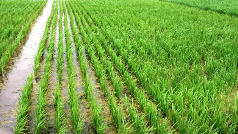 Ap&oacute;s a segunda quinzena do m&ecirc;s as condi&ccedil;&otilde;es clim&aacute;ticas dever&atilde;o permitir o avan&ccedil;o da semeadura para todas as regi&otilde;es