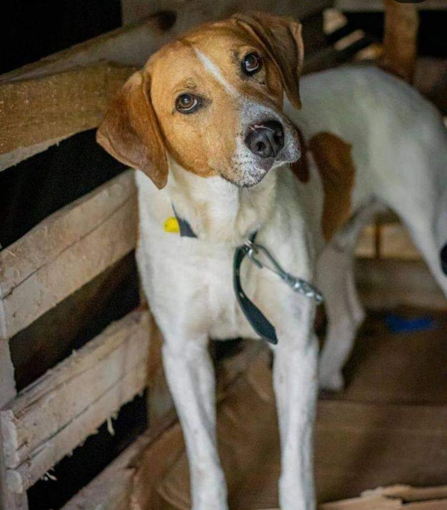 Gigante &eacute; carinhoso e adora brincar com outros cachorros