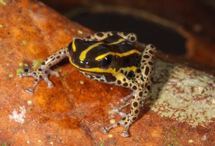 Nova esp&eacute;cie foi denominada Ranitomeya hwata