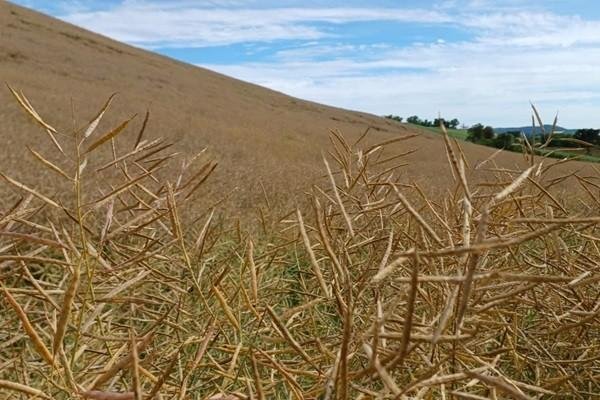 A safra ga&uacute;cha de canola j&aacute; teve 6% das lavouras colhidas