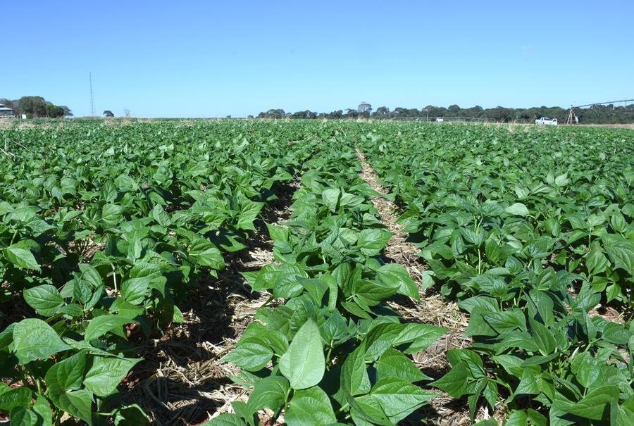 Produtores ga&uacute;chos plantaram 107,6 mil hectares de feij&atilde;o preto, que dever&aacute; resultar numa produ&ccedil;&atilde;o inferior a 200 mil toneladas
