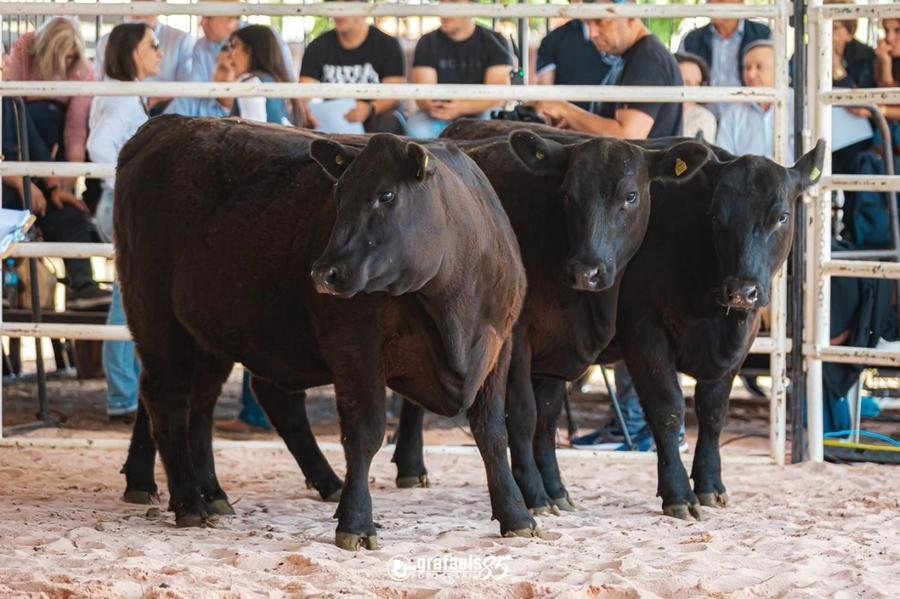 Trio grande campe&atilde;o f&ecirc;meas da cabanha ga&uacute;cha