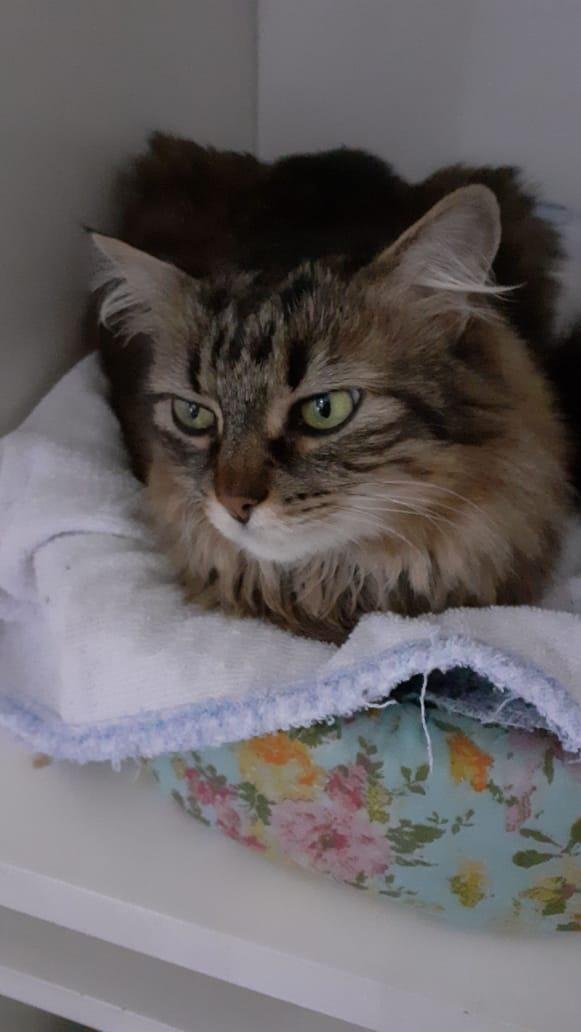 Popula&ccedil;&atilde;o de gatos desabrigados chega a 10 milh&otilde;es