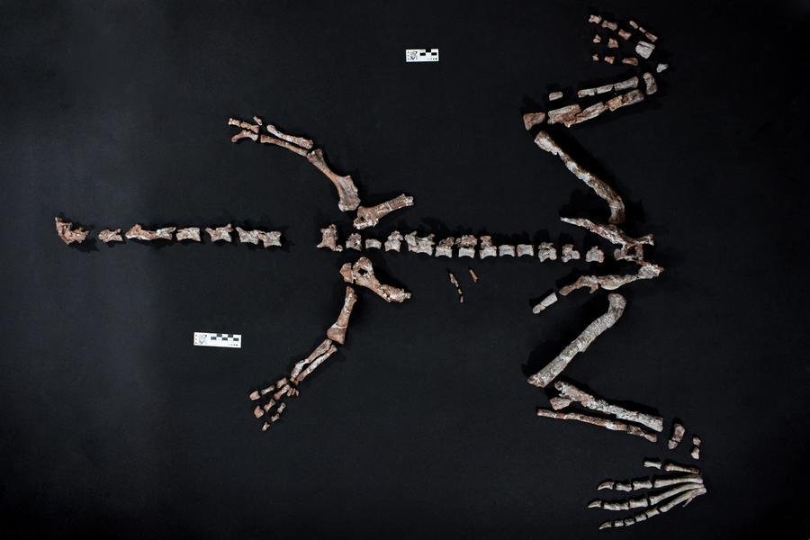 Esp&eacute;cie faz parte da linhagem de dinossauros herb&iacute;voros que evoluiu para os gigantes de pesco&ccedil;o longo