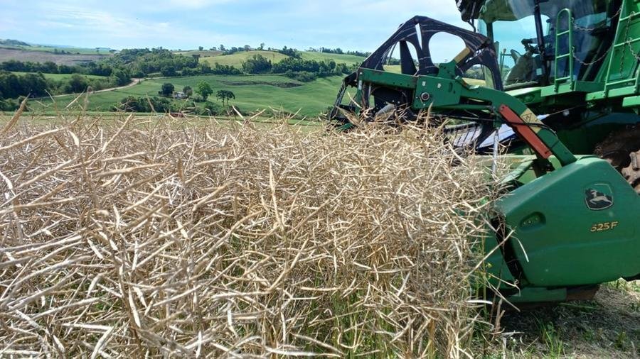 Conforme a Emater/RS-Ascar, os rendimentos m&eacute;dios da safra 2025 variam entre 1.500 e 2.100 kg/ha, de acordo com o n&iacute;vel tecnol&oacute;gico utilizado na lavoura
