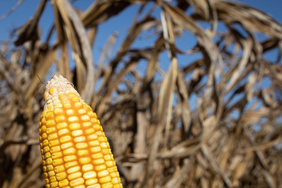 O problema vai levar ao menor uso de tecnologia nas lavouras e pode, o que poder&aacute; impactar no tamanho das &aacute;reas cultivadas