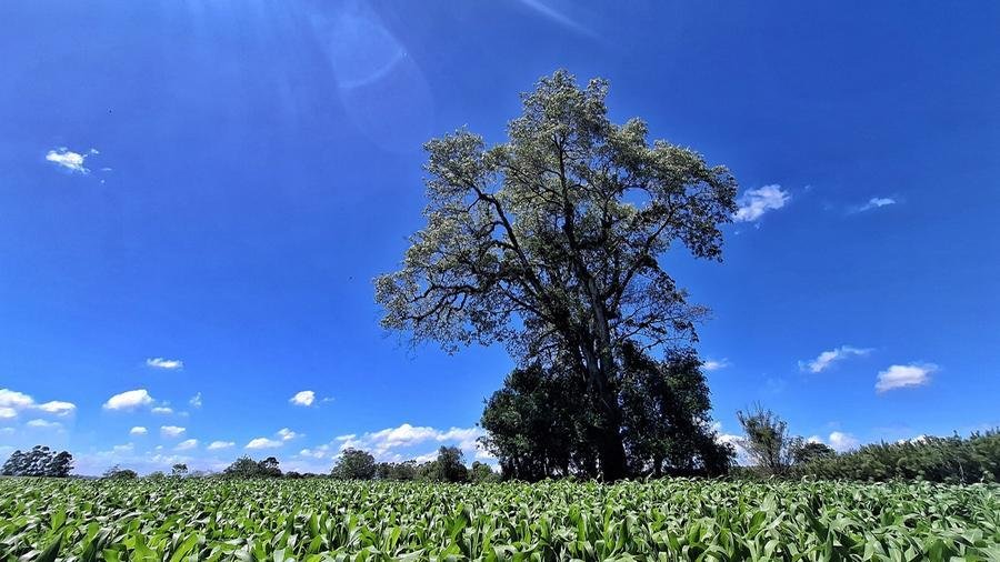 Louro centen&aacute;rio em propriedade do Vale do Taquari
