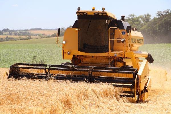 No gera as lavouras de trigo apresentam elevado potencial produtivo, sobretudo nos cultivos conduzidos sob manejo adequado