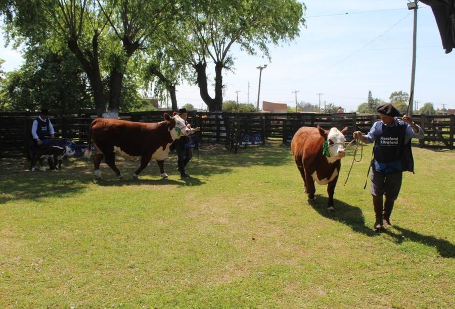 Exposi&ccedil;&atilde;o de Primavera e reuniu os melhores exemplares Polled Hereford e Braford da regi&atilde;o de Santa Vit&oacute;ria do Palmar