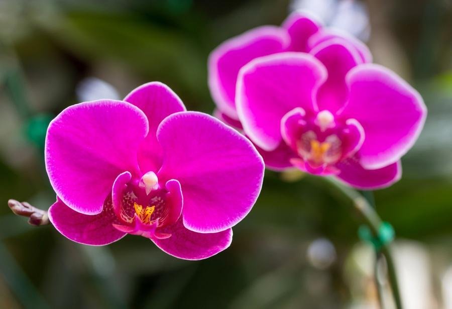 Cada fase da planta, como crescimento, flora&ccedil;&atilde;o e descanso, exige cuidados e nutrientes diferentes para o seu desenvolvimetno