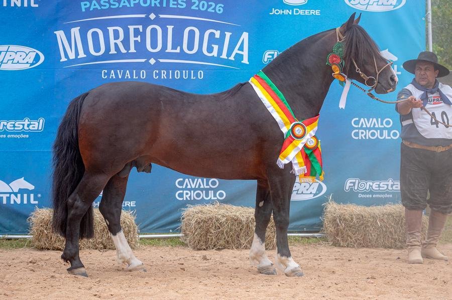 O Melhor Exemplar foi o macho de pelagem zaina colorada Santo Pago Charrua (Box 40), da Cabanha Quatro C, de Cachoeira do Sul