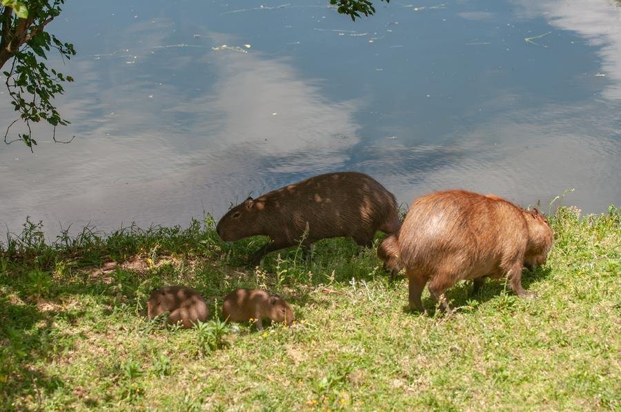 Cinco filhotes de capivara aumentam a fam&iacute;lia que vive &agrave;s margens da avenida Ipiranga, em Porto Alegre