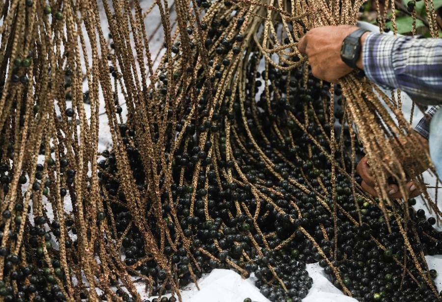 Entre os segmentos da bioeconomia agricultura, finan&ccedil;as e biotecnologia, o que mais encanta o Marcelo Behar &eacute; a sociobioeconomia