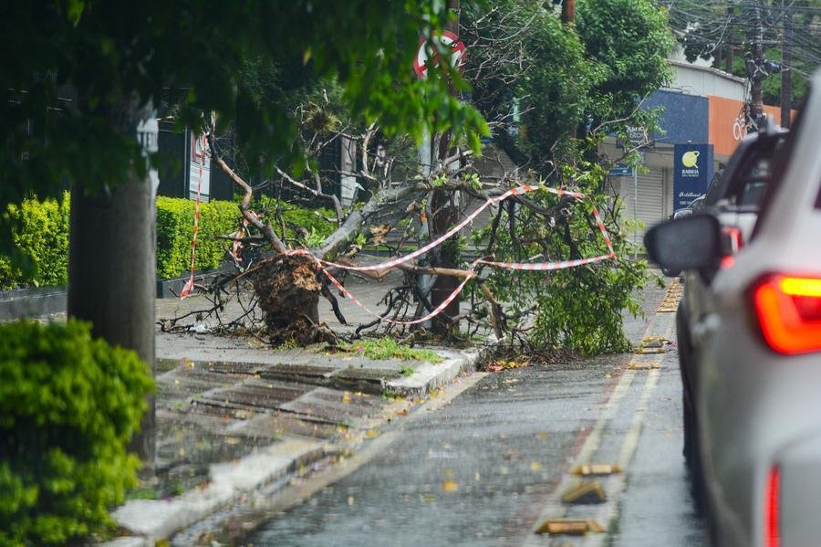 &Aacute;rvore ca&iacute;da na Rua 24 de outubro no bairro Moinhos de Vento