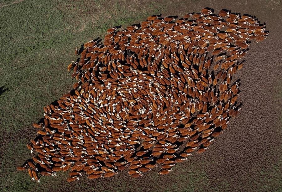O n&uacute;mero de 1 milh&atilde;o de registros est&aacute; dividido entre criadores de Hereford e Braford em 13 estados