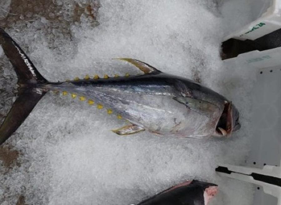 Na opera&ccedil;&atilde;o da Brigada Militar foram apreendidas 14 toneladas de pescado
