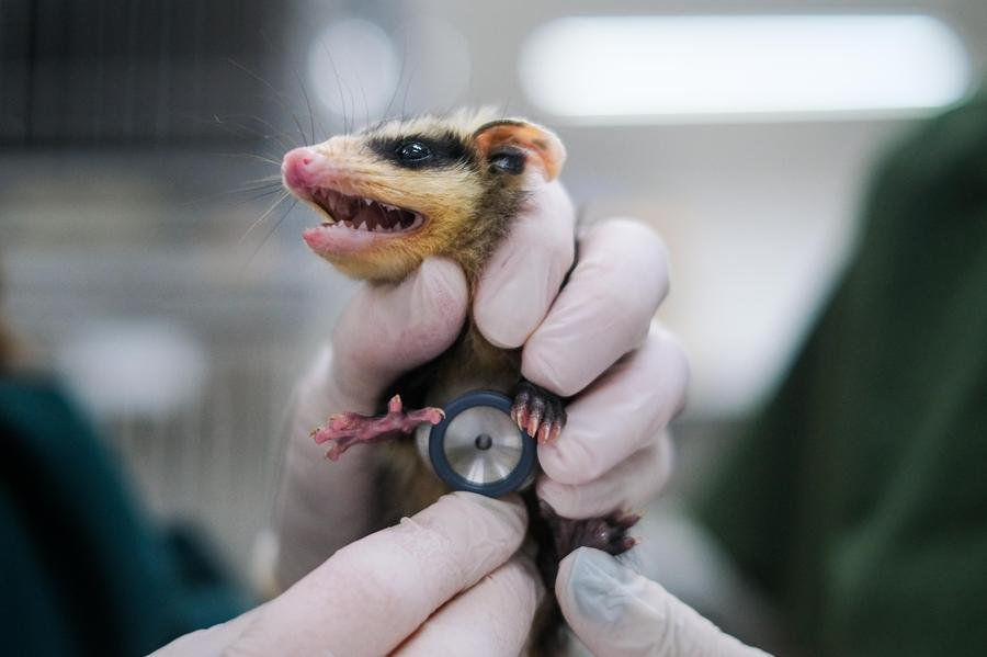 Gamb&aacute;s no N&uacute;cleo de Conserva&ccedil;&atilde;o e Reabilita&ccedil;&atilde;o de Animais Silvestres da Ufrgs
