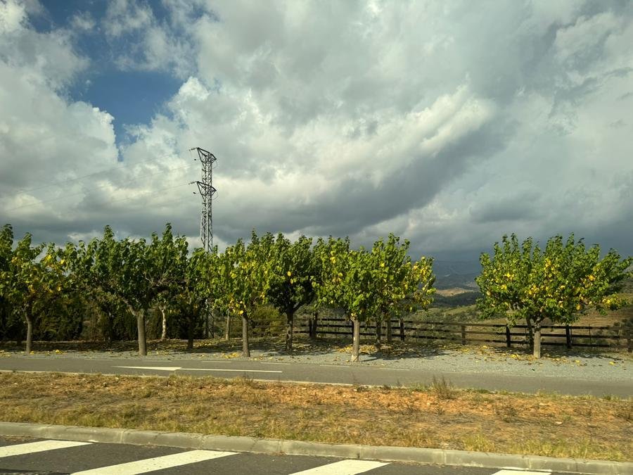 Entre encostas &iacute;ngremes e solos de llicorella, Priorat combina tradi&ccedil;&atilde;o e inova&ccedil;&atilde;o em vinhos