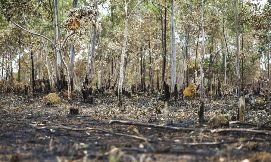 Devasta&ccedil;&atilde;o das florestas amea&ccedil;a a sa&uacute;de humana e aumenta os riscos em atividades ao ar livre