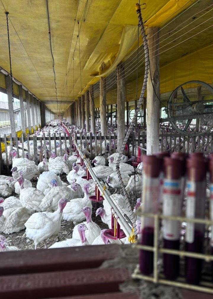 China suspende importação de carne de aves de Santa Catarina