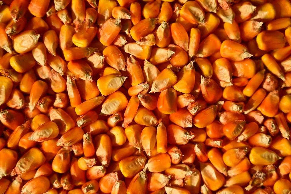 Das 40,9 milh&otilde;es de toneladas exportadas pelo Brasil no ano passado, 9,1 milh&otilde;es foram para os iranianos, ou 22% dos embarques do cereal