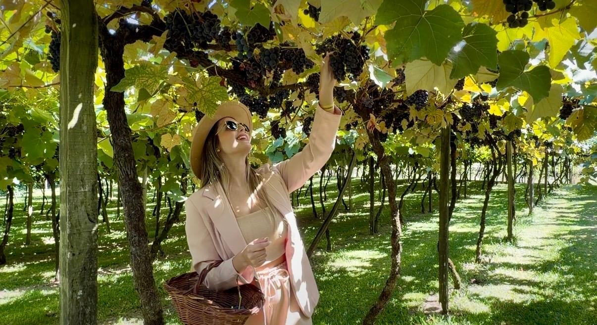 Colheita manual de uvas em vinhedo da Serra Ga&uacute;cha, etapa inicial do processo de produ&ccedil;&atilde;o do vinho durante a vindima