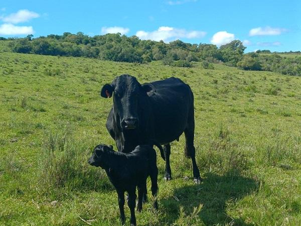 Os nove terneiros nasceram em Ca&ccedil;apava do Sul, na propriedade de Lasier Garcia