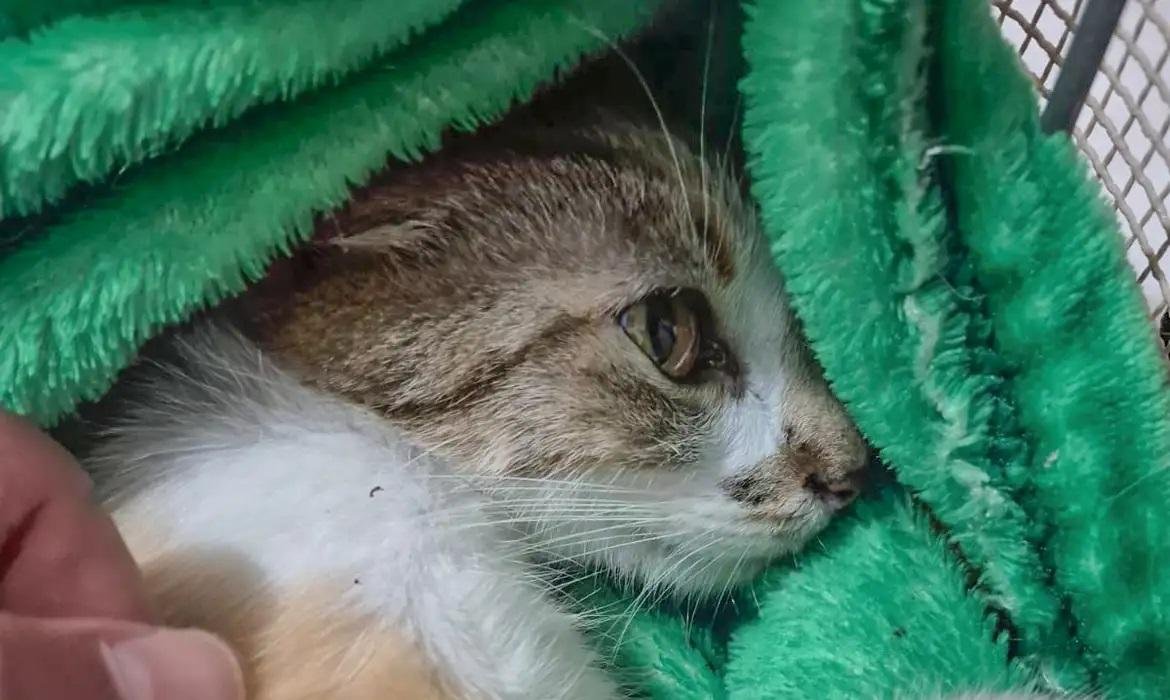 Gatinha conseguiu sobreviver, mas sofreu traumatismo cr&acirc;nio encef&aacute;lico, contus&atilde;o pulmonar e hemorragia severa na regi&atilde;o da bexiga
