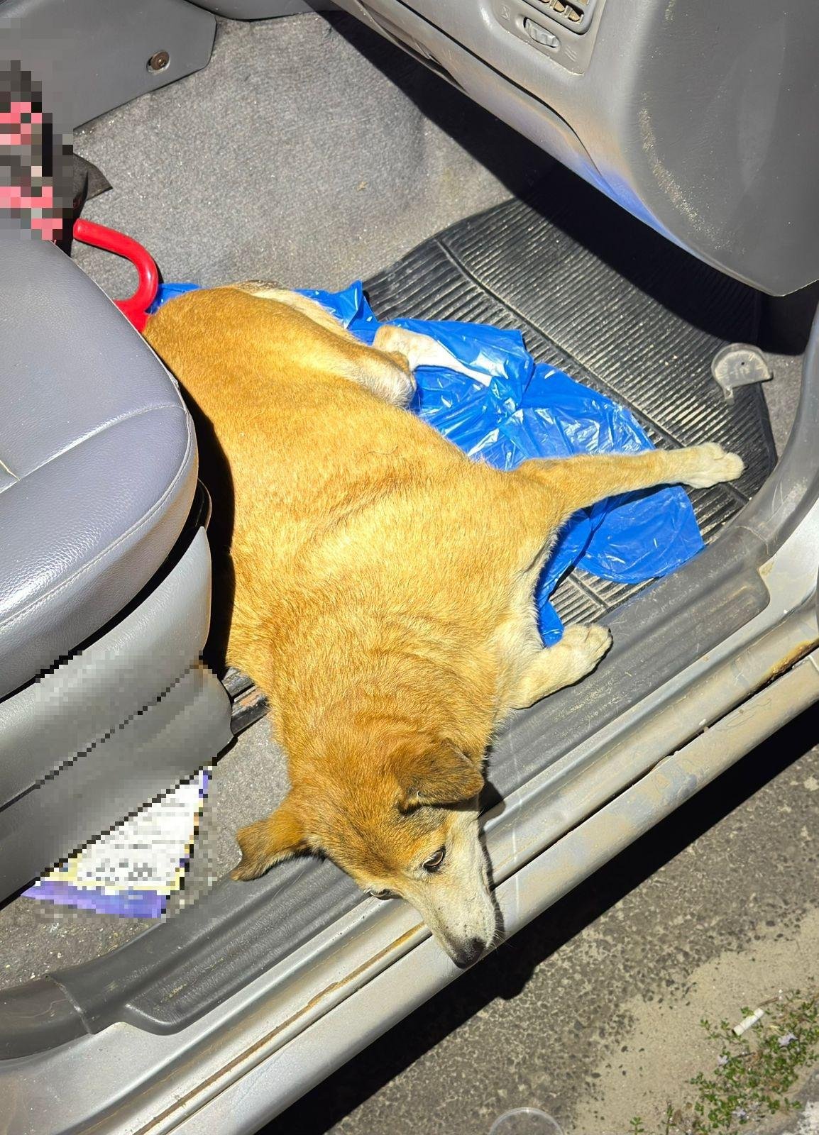Cadela Belinha foi levada ao veterin&aacute;rio por uma moradora da regi&atilde;o do atropelamento
