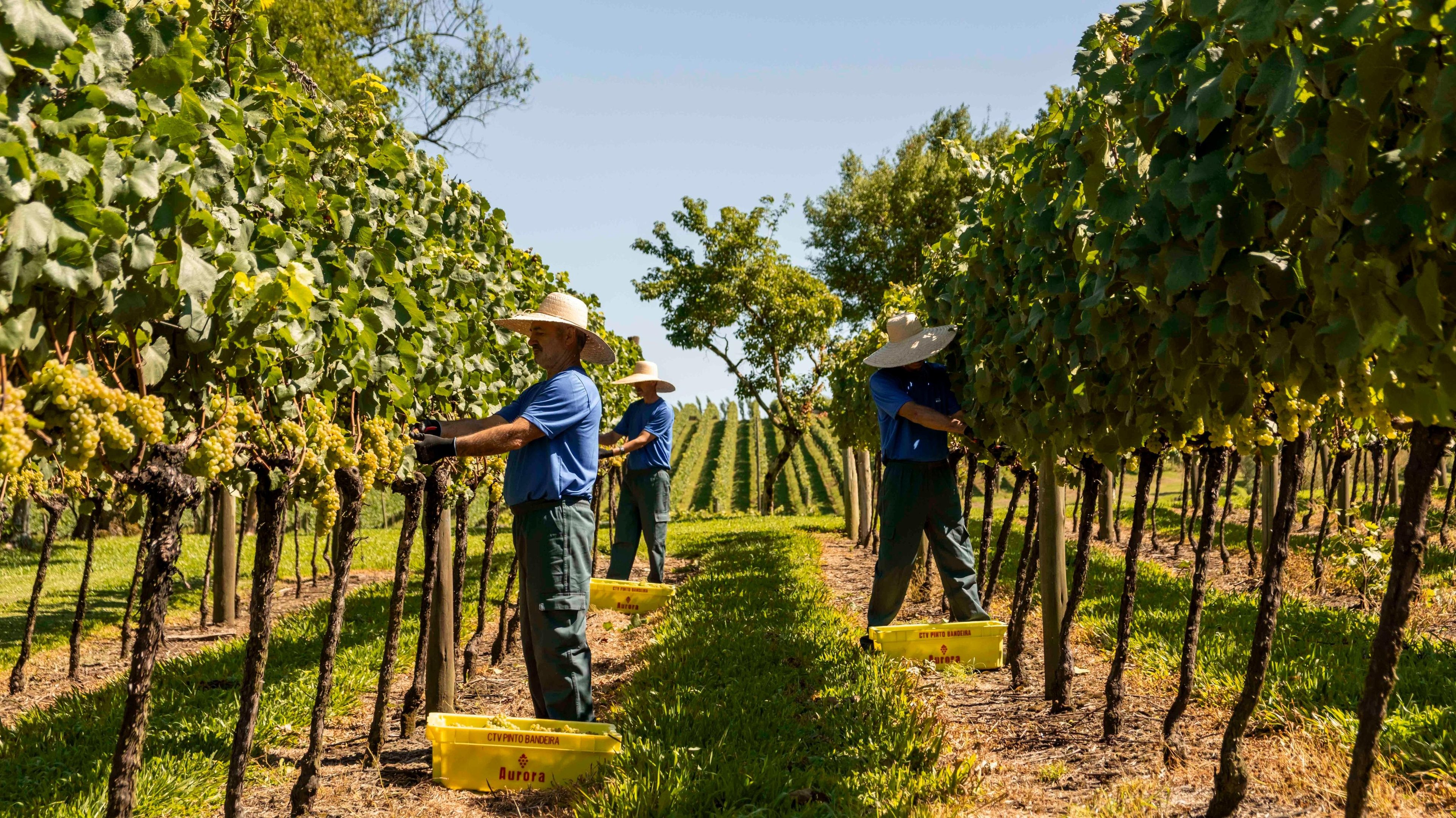 Estrutura mant&eacute;m paridade entre produtores de uvas, ind&uacute;strias vin&iacute;colas e cooperativas vitivin&iacute;colas