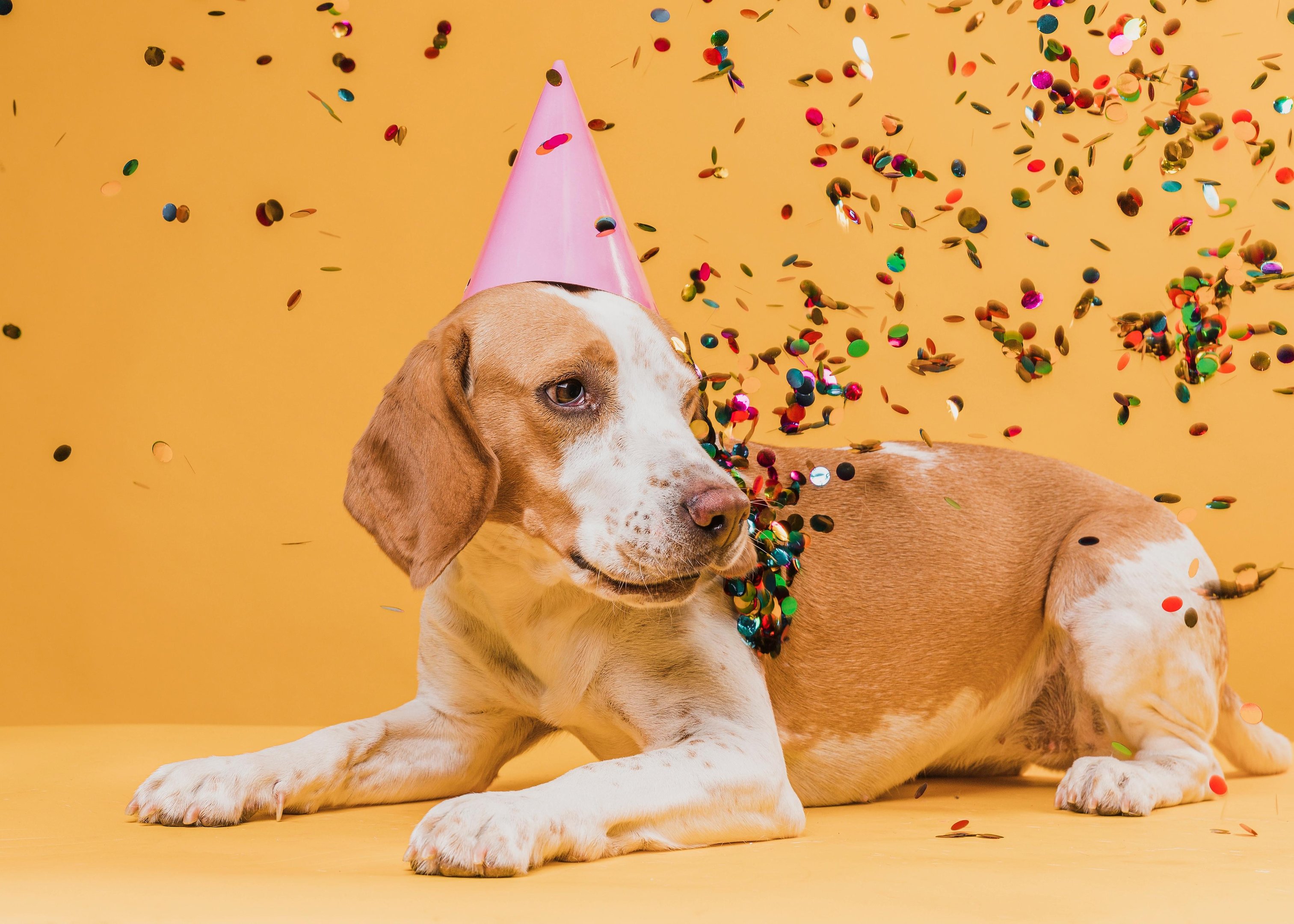 Itens inofensivos para humanos podem trazer riscos &agrave; sa&uacute;de dos pets