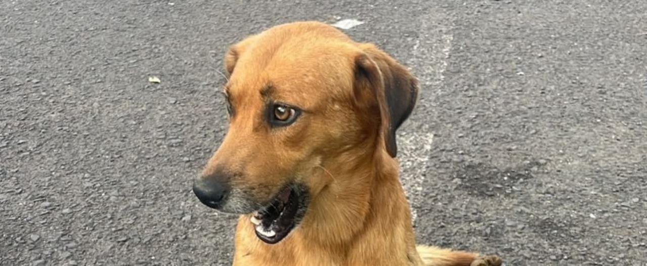 Segundo a Propaem, o&nbsp;objetivo&nbsp;da inclus&atilde;o do cachorro caramelo em lista de ra&ccedil;as &eacute; estimular a ado&ccedil;&atilde;o