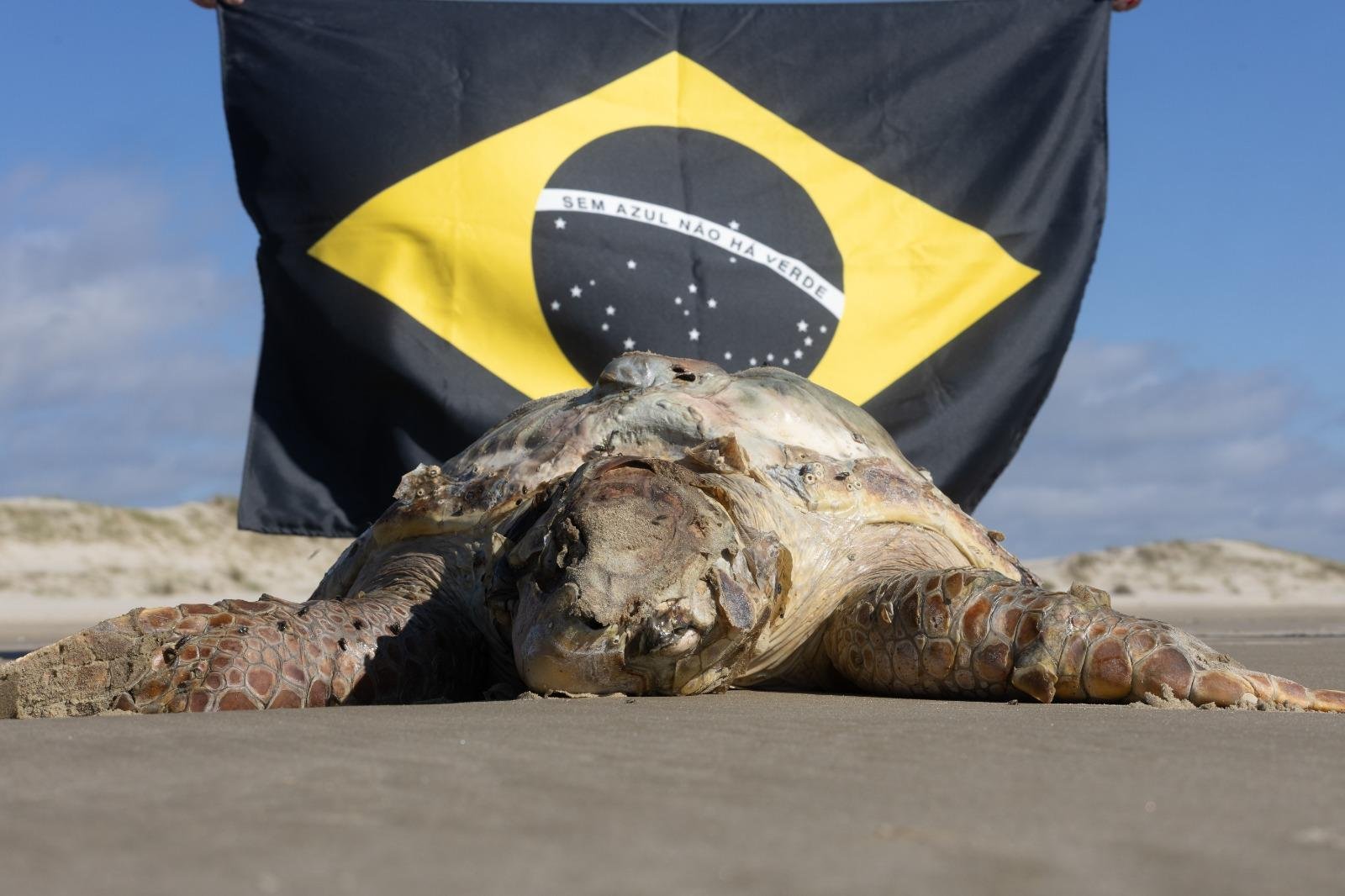 Segundo o Nema, os encalhes est&atilde;o relacionados &agrave; pesca realizada no local