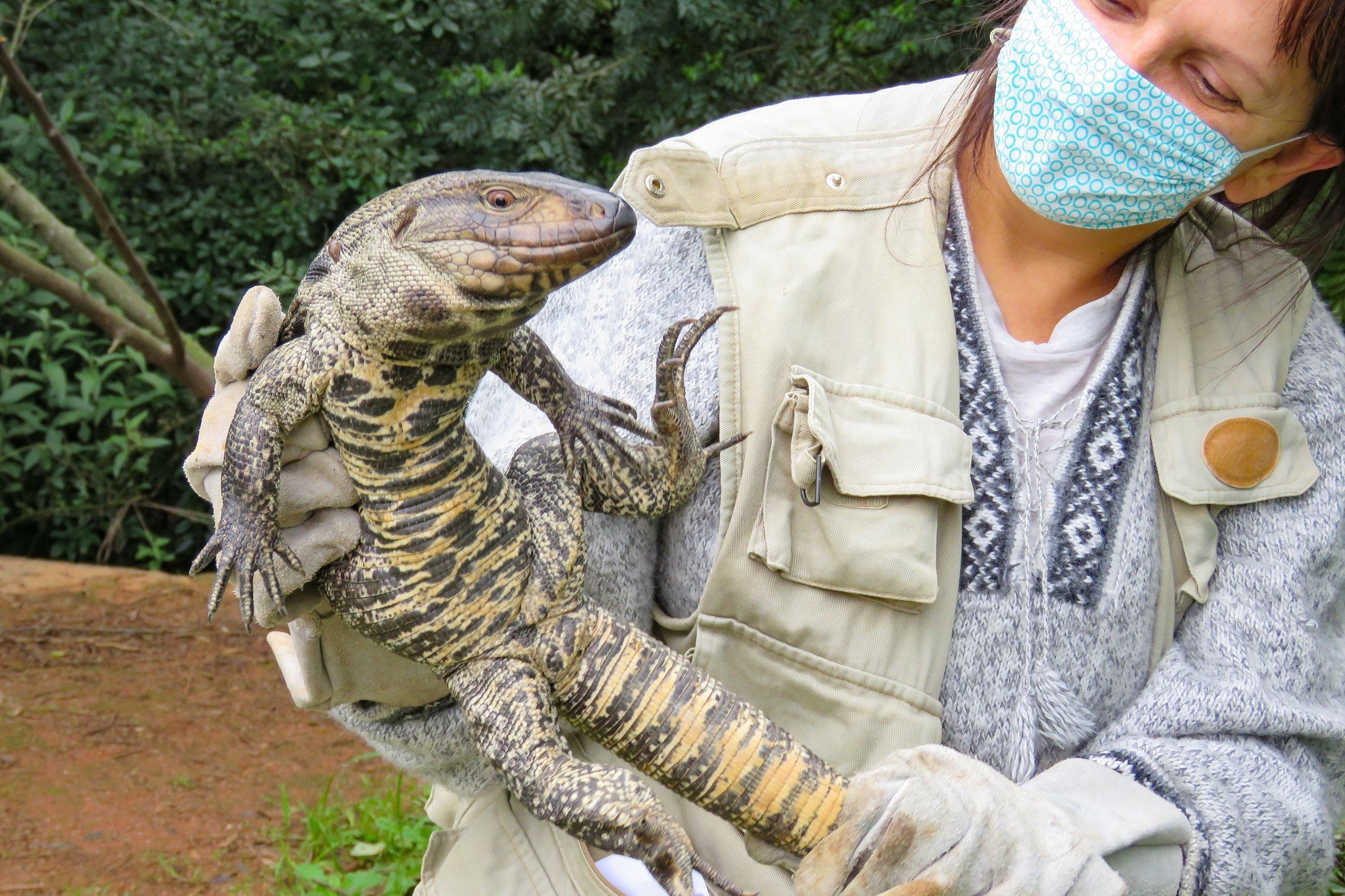 Equipe de Fauna Silvestre informa que lagartos n&atilde;o s&atilde;o agressivos