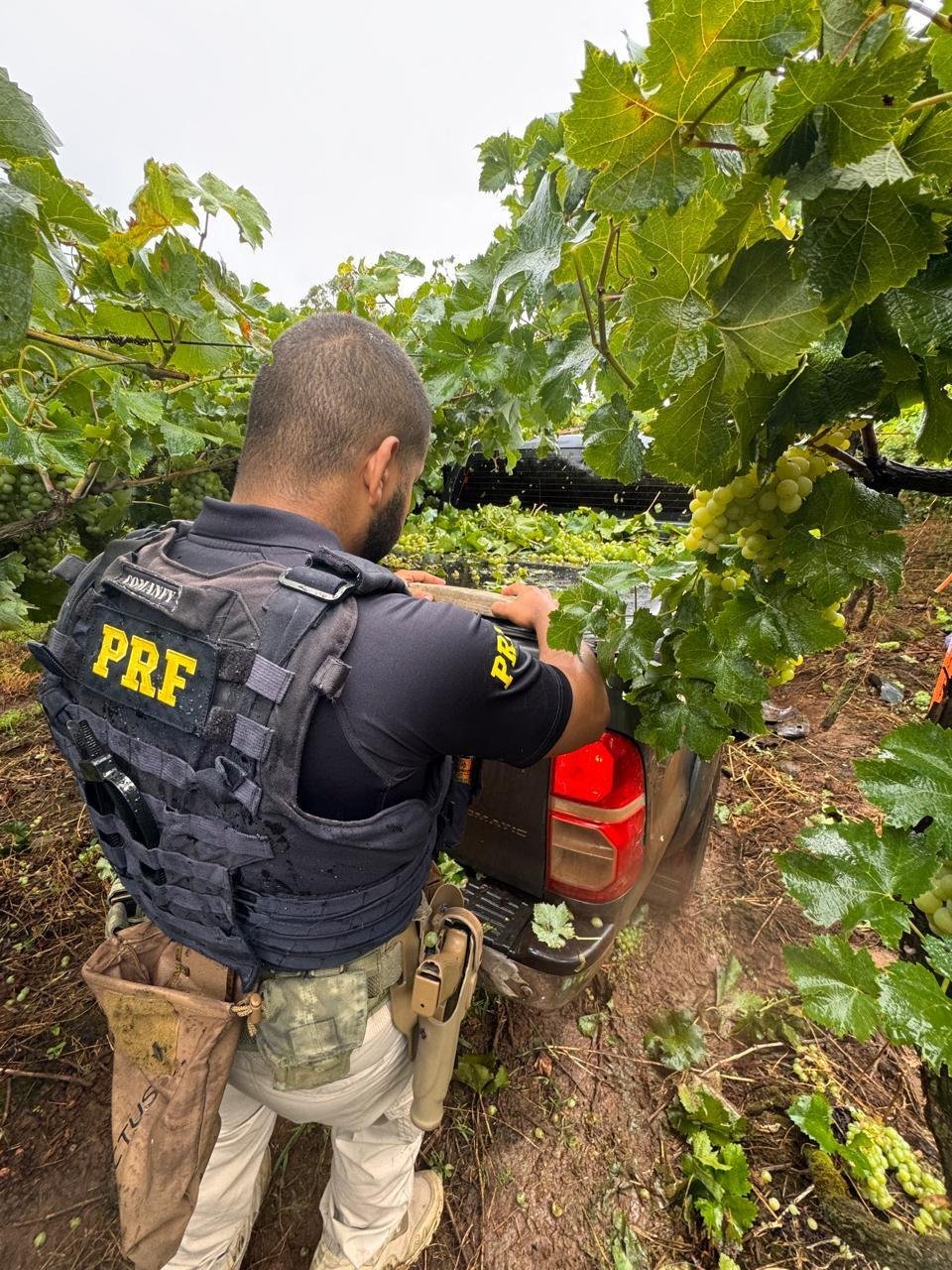 Para fugir, motorista jogou a caminhonete em um planta&ccedil;&atilde;o de uva em uma propriedade rural e fugiu para um matagal