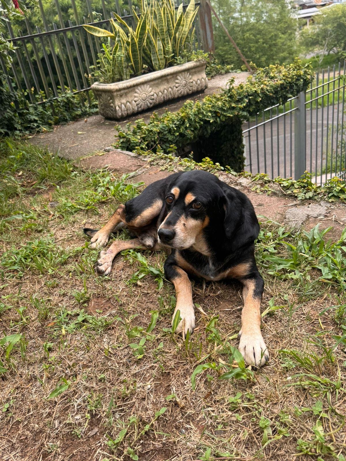 Um perfil do c&atilde;ozinho foi criado pelos seus novos tutores nas redes sociais