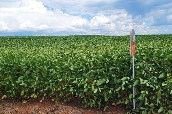 A cultura da soja ainda apresenta variabilidade de potencial produtivo