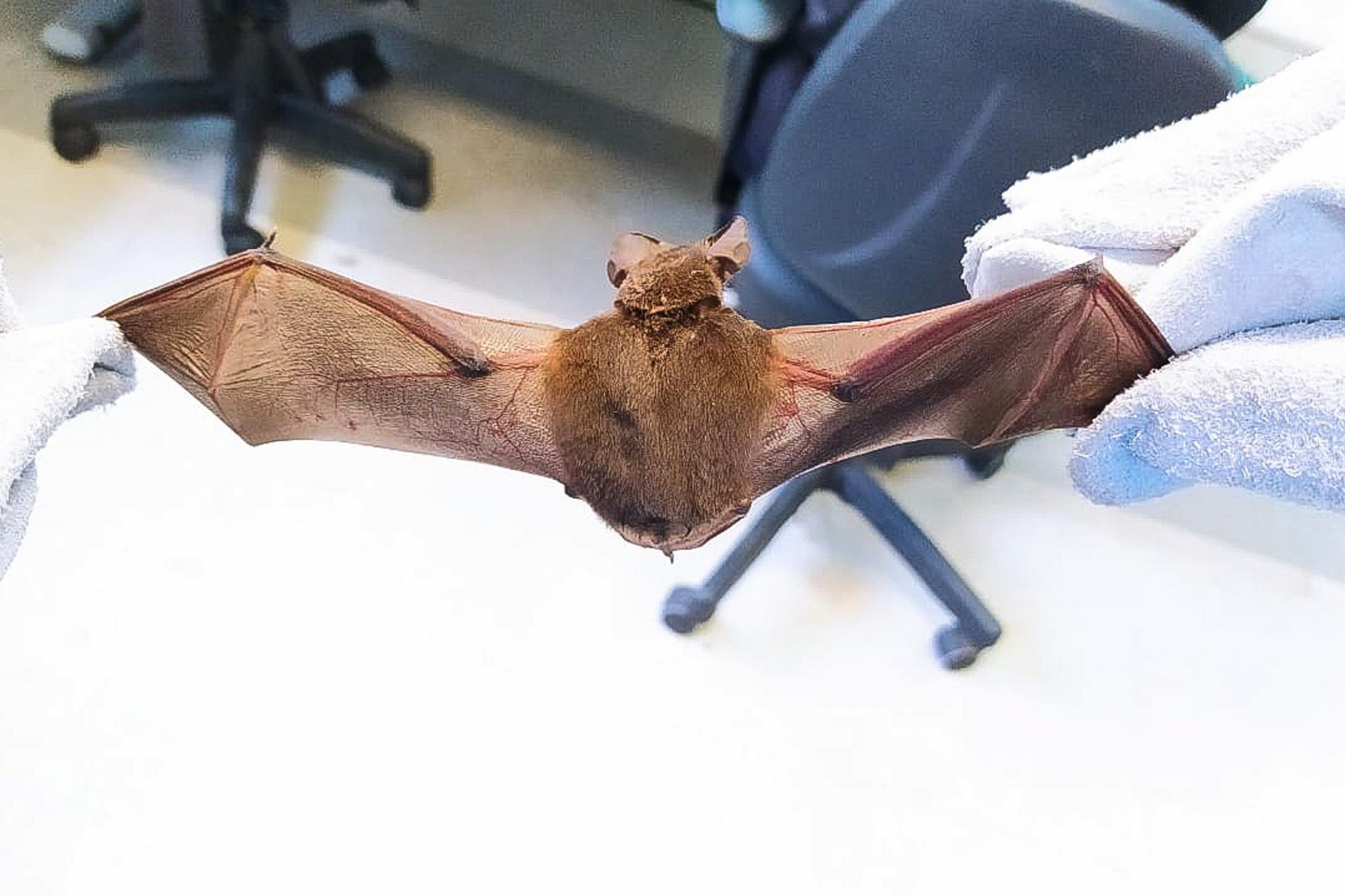 Morcego &eacute; o principal transmissor&nbsp;para os herb&iacute;voros