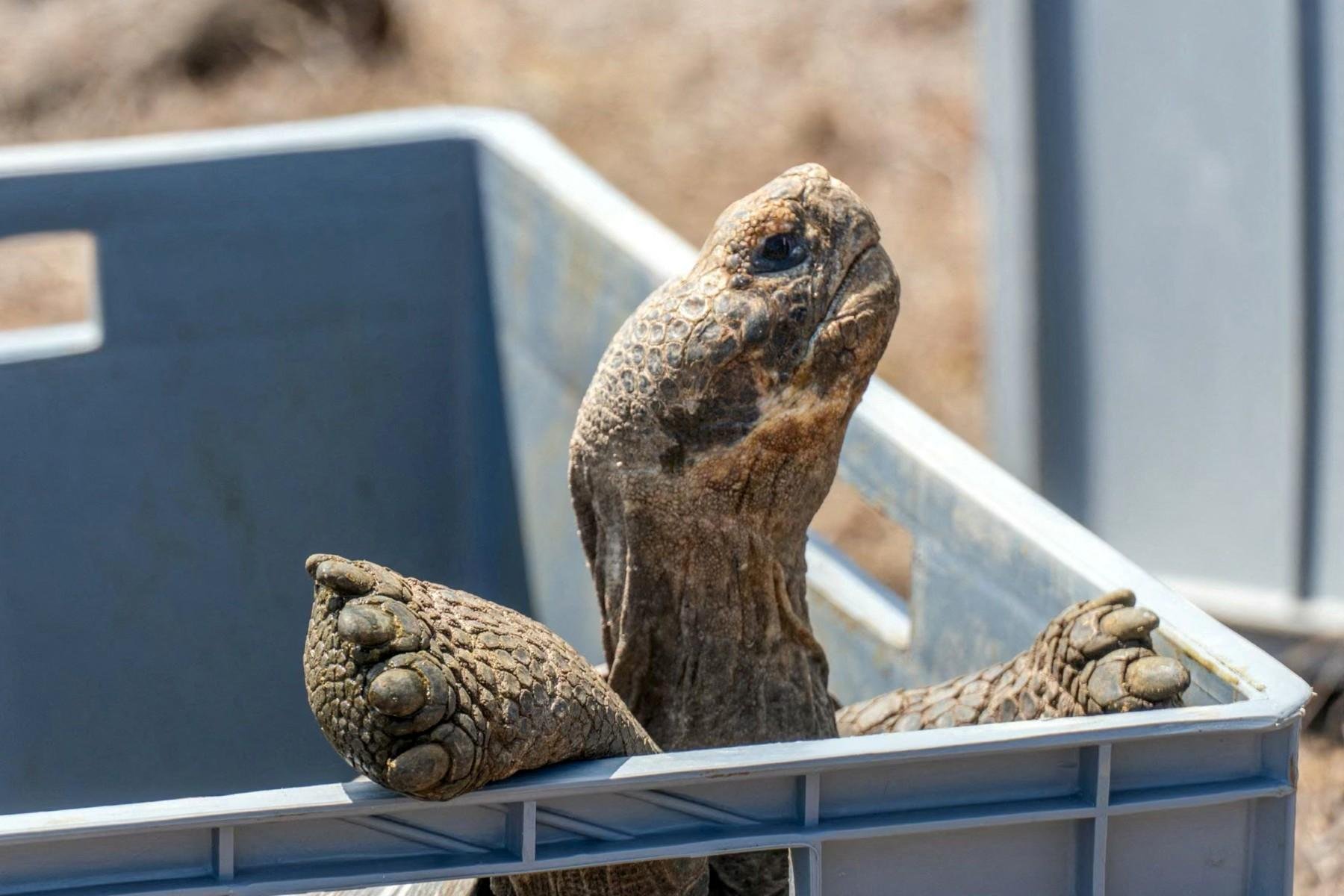 Cada animal passou por uma quarentena prolongada e foi marcado com microchips para sua identifica&ccedil;&atilde;o antes de ser levado para a ilha