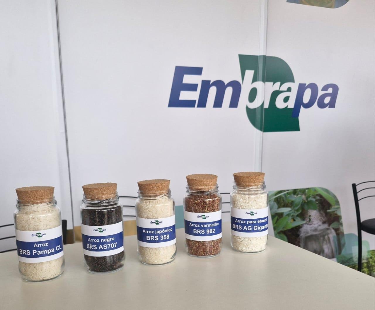O arroz negro, o vermelho e o jap&ocirc;nico est&atilde;o entre os cultivares apresentados pela Embrapa