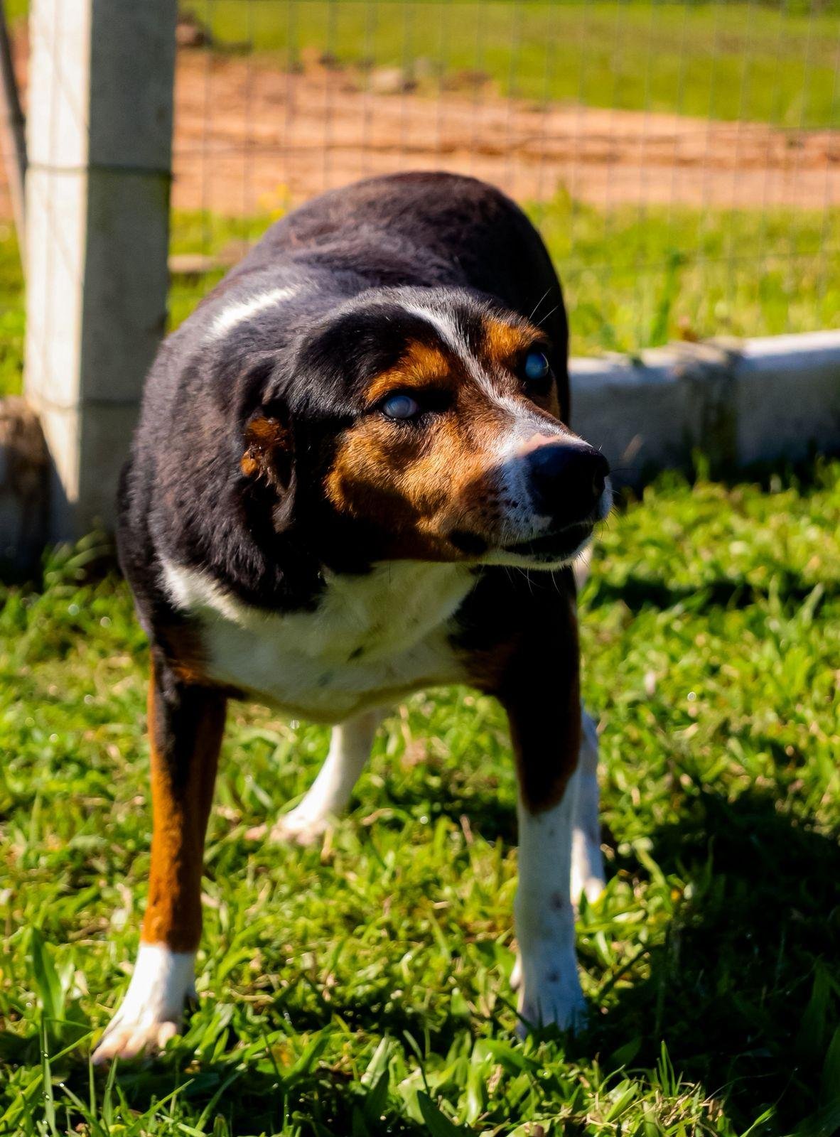 Agora Jack inicia uma nova fase, cercado de amor e cuidado em sua nova casa