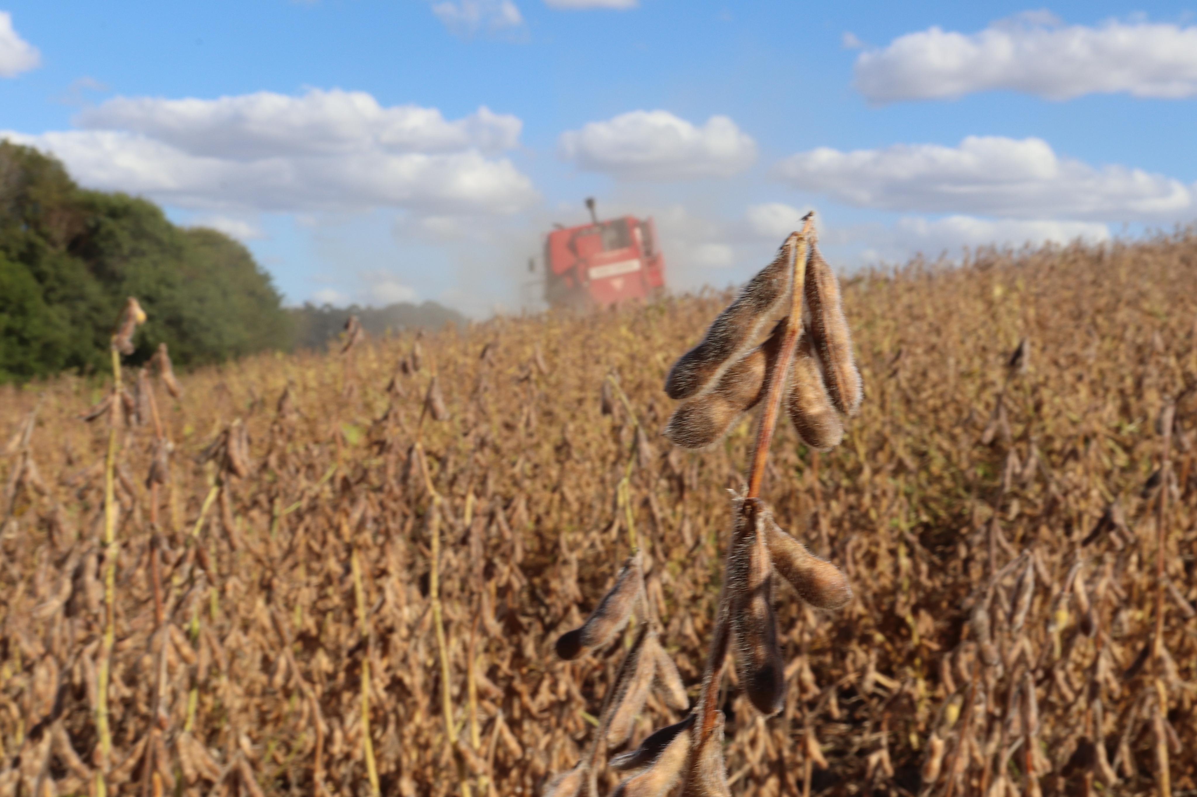 Na feira ser&aacute; divulgada as caracter&iacute;sticas da cultivar de soja BRS 6105RR