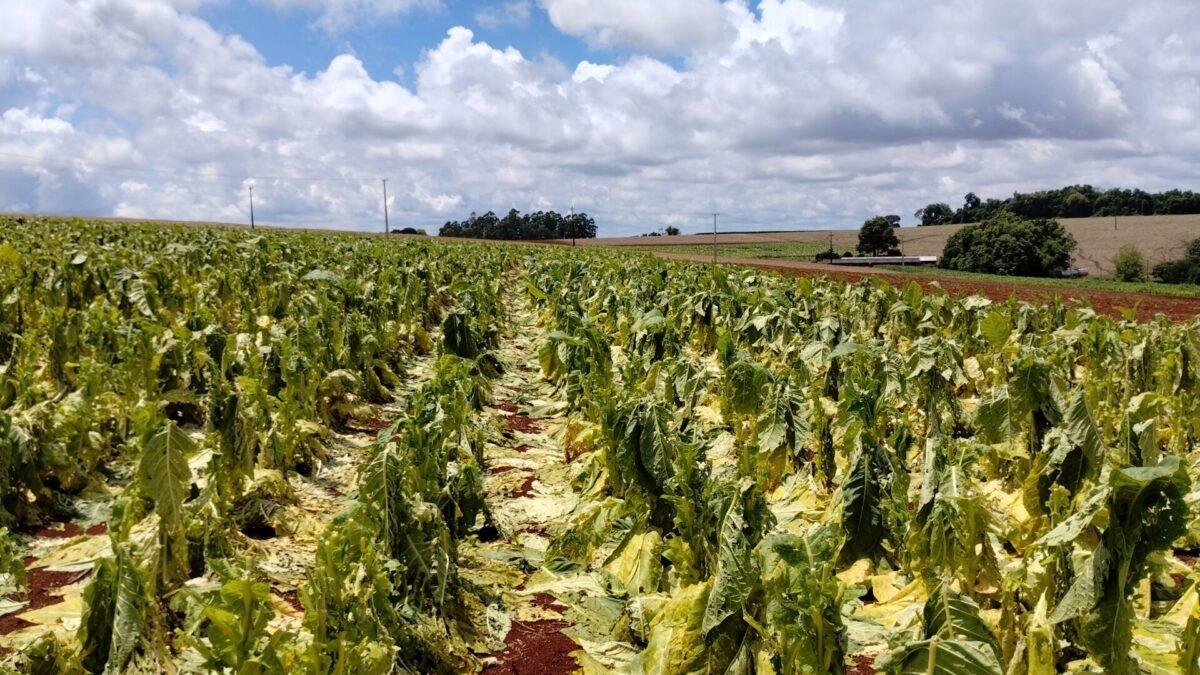 Da safra passada para esta houve aumento em 38% das lavouras atingidas por granizo
