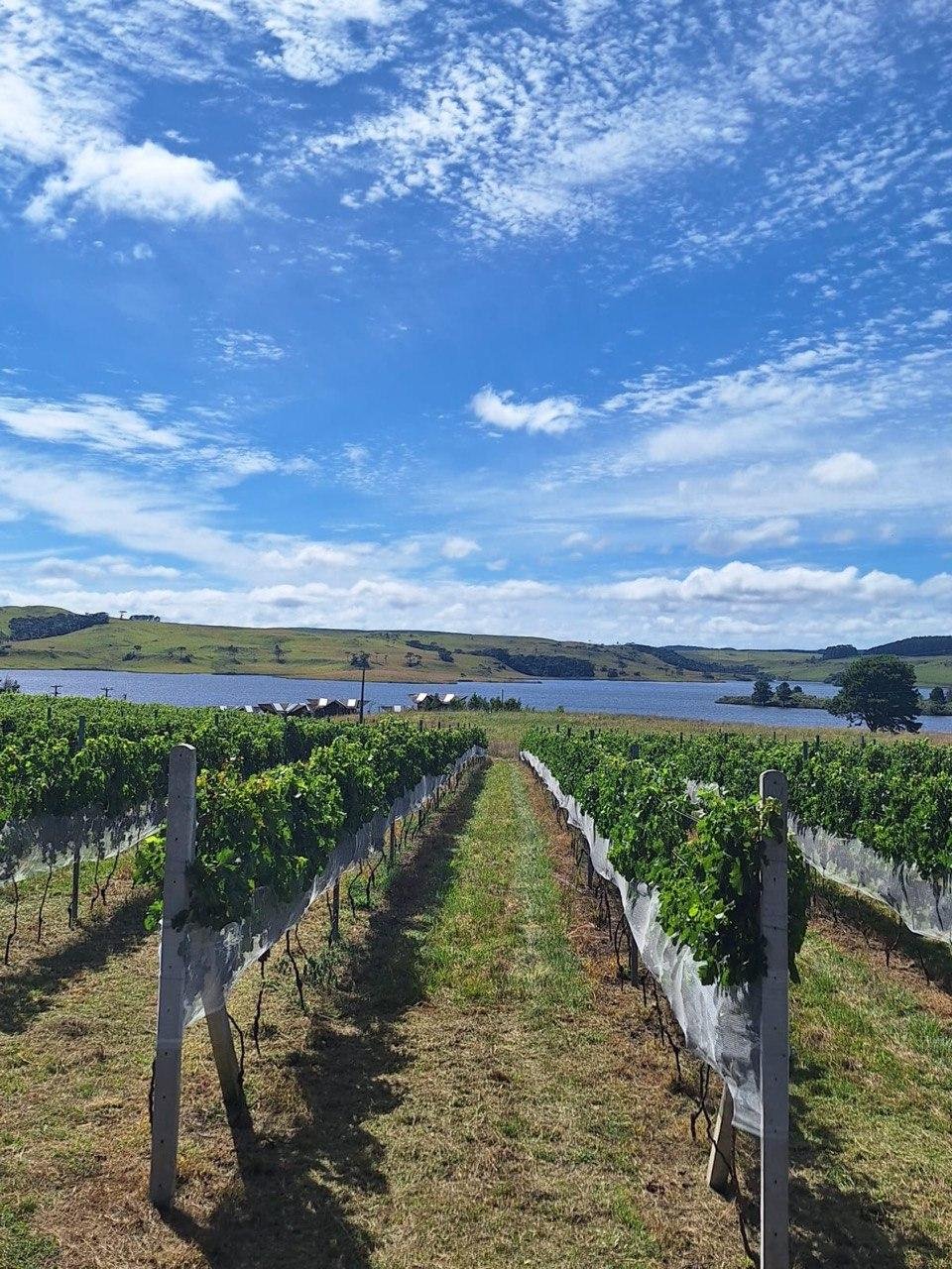 Evento tamb&eacute;m d&aacute; in&iacute;cio as atividades da vin&iacute;cola