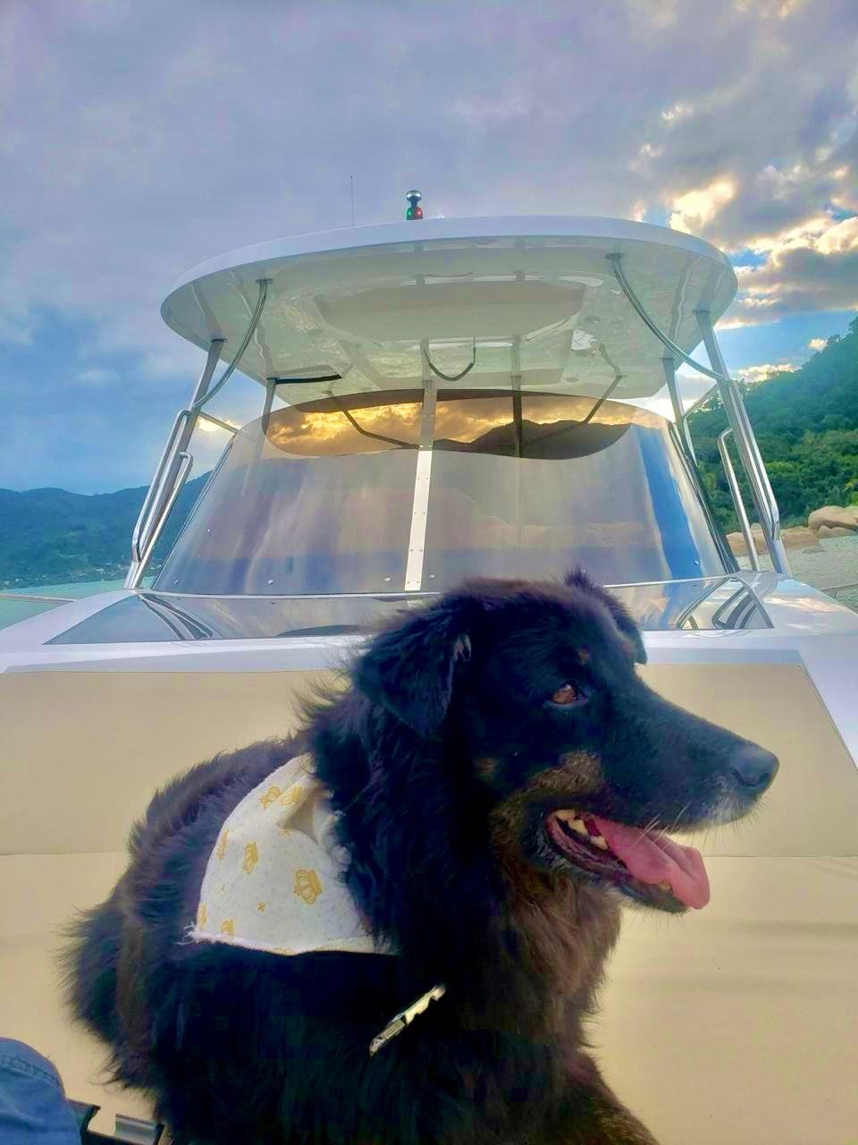 Ind&uacute;stria n&aacute;utica cria alternativa para propriet&aacute;rios de lanchas e barcos possam passear com os animais de estima&ccedil;&atilde;o em embarca&ccedil;&otilde;es