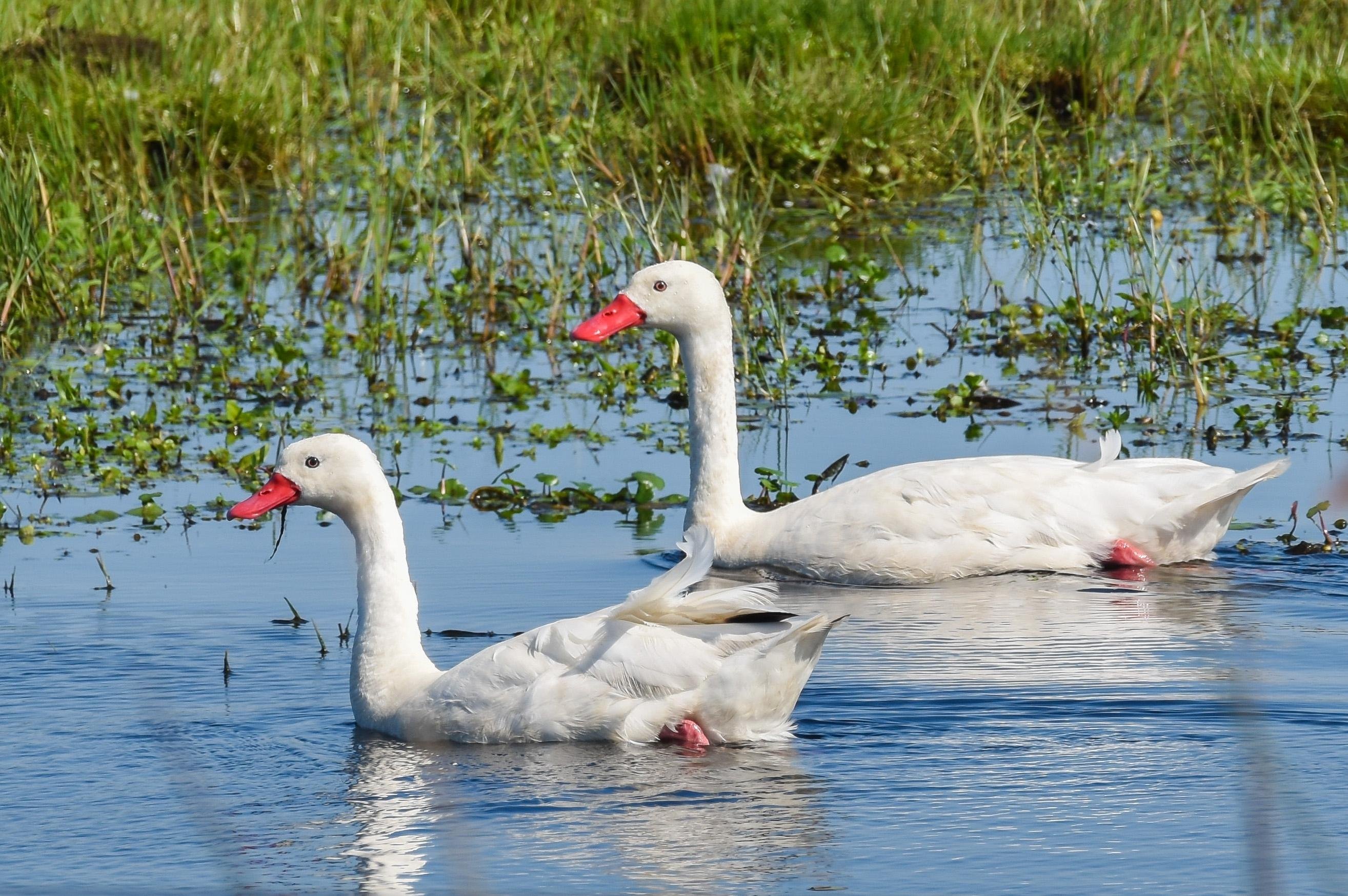 V&iacute;rus foi identificado em aves silvestres da esp&eacute;cie Coscoroba coscoroba, conhecidas como cisne-coscoroba