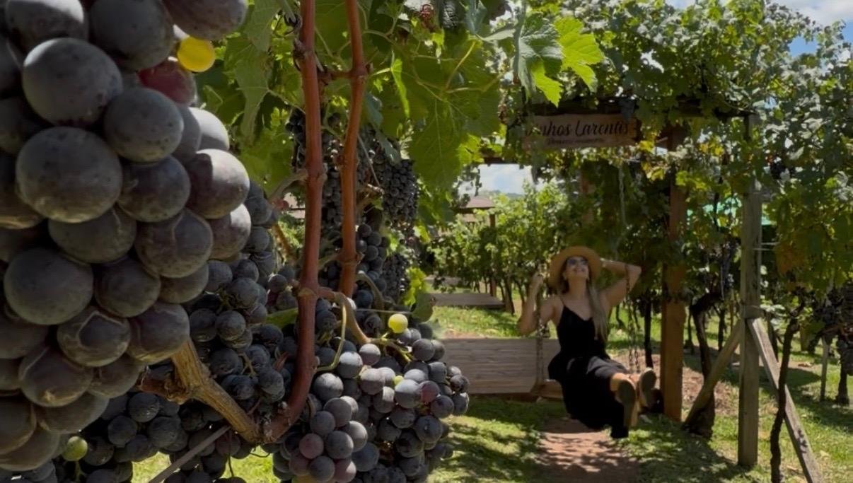 Encerramento da vindima re&uacute;ne eventos que celebram o fim da colheita com vinho, gastronomia e cultura